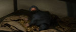 FANTASTIC_BEASTS.theatrical_00014233.jpg